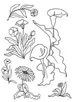 coloriage belles fleurs